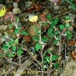 Helianthemum marifolium Habitat