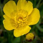 Ranunculus canus പുഷ്പം