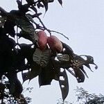 Dacryodes edulis Fruit