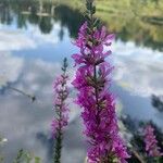 Lythrum virgatumFlor