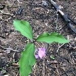 Trillium catesbaei Levél