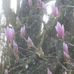 Magnolia liliifloraFlors