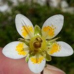 Saxifraga bryoides Flower