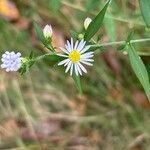 Symphyotrichum ericoides Кветка