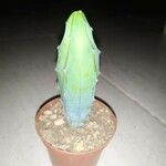 Myrtillocactus geometrizans葉