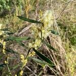 Acacia suaveolens Λουλούδι