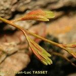 Asplenium x alternifolium その他の提案