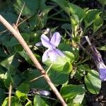 Viola canina Blomma