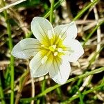 Gagea serotina Flower