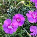 Dianthus alpinus Blomma