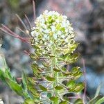 Lepidium heterophyllum Λουλούδι