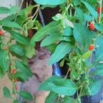 Lycium chinense ഫലം
