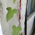 Ipomoea triloba পাতা