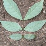 Julbernardia seretii Hoja