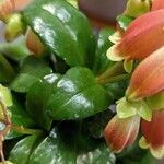 Kalanchoe miniata Folha