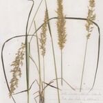 Calamagrostis varia Habitus