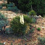 Yucca baileyi ᱛᱟᱦᱮᱸ