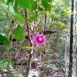 Ipomoea venosa Blüte
