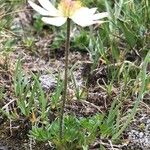 Anemone baldensis Likasa