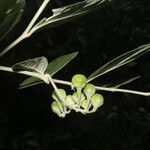 Solanum schlechtendalianum Плод