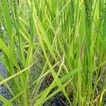 Oryza sativa Листок