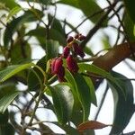 Agarista salicifolia Frucht
