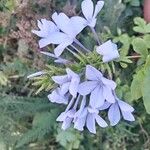 Plumbago europaea Blodyn