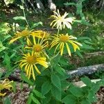 Doronicum austriacum Žiedas