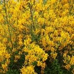 Genista tinctoria Buveinė