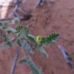 Tribulus pentandrus Blomma