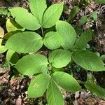 Aralia nudicaulis Φύλλο