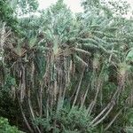 Ravenala madagascariensis Hábitos