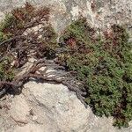 Limonium obtusifolium Habitat