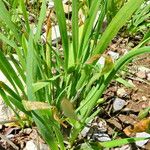 Allium senescens Leaf