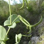 Coronilla scorpioides Other