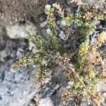 Salsola vermiculata 叶