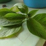 Solanum umbellatum Leaf