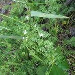 Chaerophyllum tainturieri Blodyn