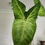 Syngonium angustatum Blatt