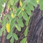 Robinia pseudoacacia Листок