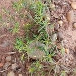 Mollugo verticillata Libunga