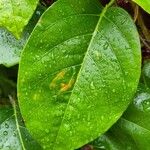Passiflora nitida ഇല