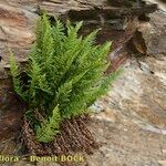 Dryopteris oreades Habitus