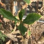 Pachypodium lealii Leaf