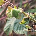 Digitalis thapsi Fruit