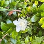 Myrtus communis ফুল