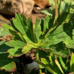 Geranium richardsonii Foglia