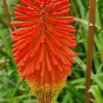 Kniphofia uvariaBloem