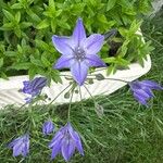 Triteleia bridgesii