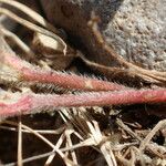 Trifolium scabrum Bark